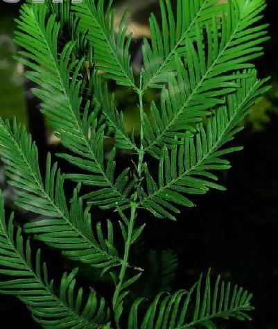 水杉与池杉的区别在哪里？