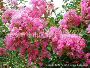 紫薇双红，是红花紫花