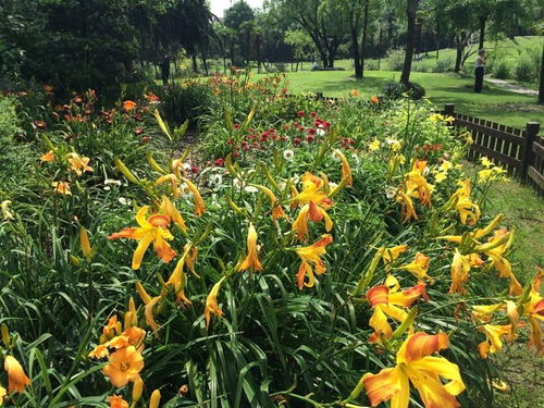 冰雪中的生命奥秘：耐寒草种的力量