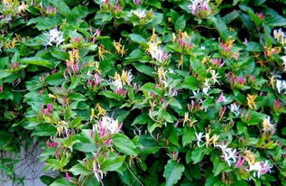 五、 金银花——芬芳四溢的金银