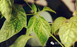 紫藤花种子保存的小秘密