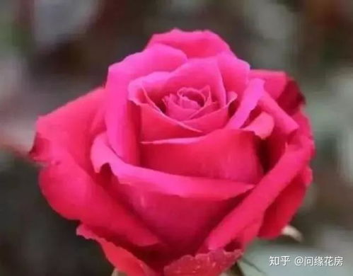 玫瑰花颜色居然这么多？常见颜色种类大盘点