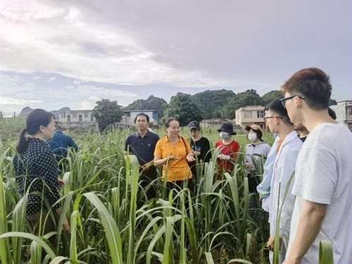 甘蔗种植如何科学管理才能使其长得又高又大