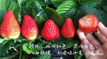 草莓品种“红颜”亩产可达2万斤，果实大、口感佳