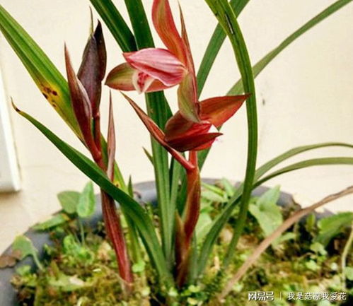 病害的防范和处理