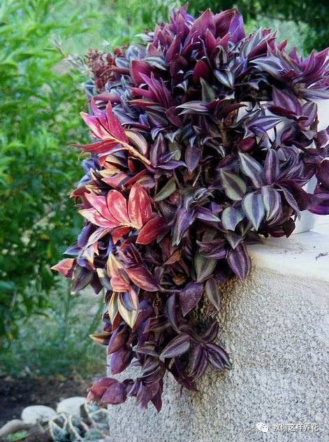 种植蕲艾的乐趣与挑战