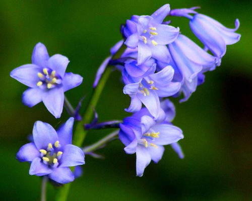 蓝铃花：深植与繁育