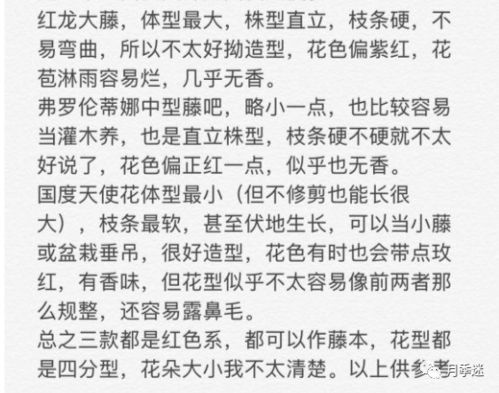 蒂娜VS红龙VS玫瑰国度的天使，哪款红色藤本月季梗适合我的庭院？