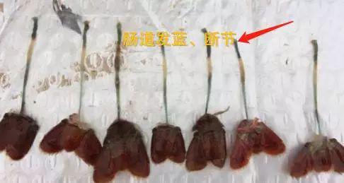 “烂耳病”治疗：改良养殖环境