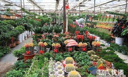 聊城花卉种植推荐中，哪种市花市树品种最适合本地气候和土壤