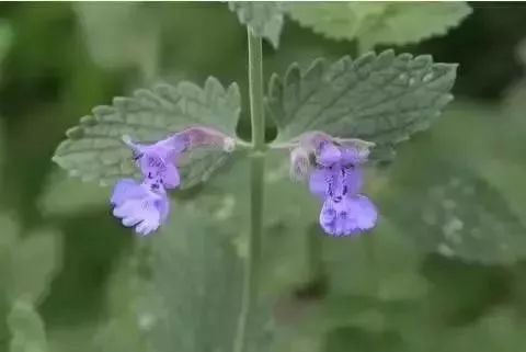 除虫菊， 驱虫效果显著
