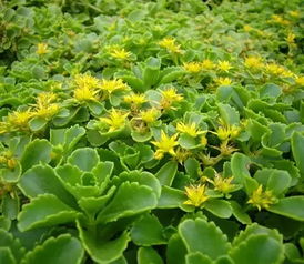 花镜中的专类花卉花境