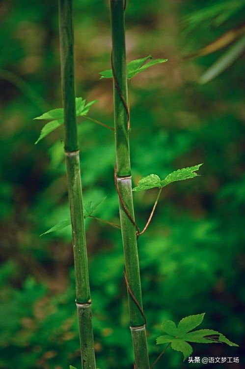 窗前谁种芭蕉树， 阴满中庭