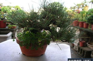 松树盆景短针蕞佳时间揭秘