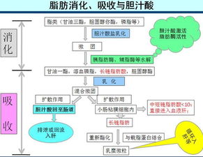 动物通过何种吸收方式影响配合饲料的利用率？