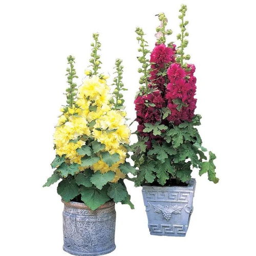 瑞香科：广东的珍贵树木