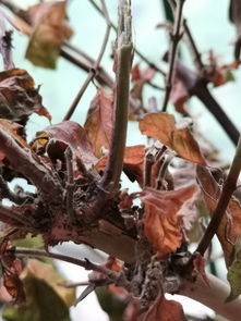 应对措施与防范方法