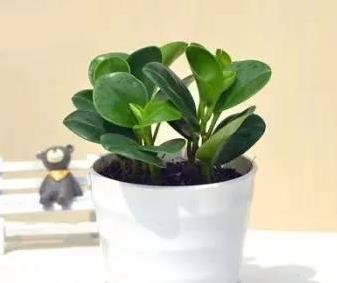 吸烟鬼花养殖指南：易养植物，轻松上手！