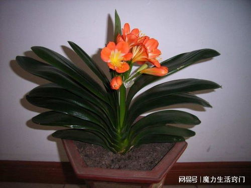 火焰君子兰，红色火焰的使者？