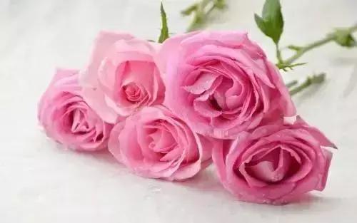 粉玫瑰的温柔爱意