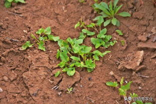 寻找芍药友好除草剂：一场与杂草的较量