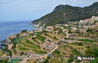 假日岛马略卡月季：那片岛上的花语