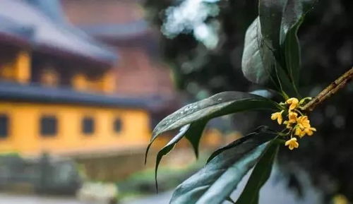 桂花树水培后能否保持原有香气和生长状态