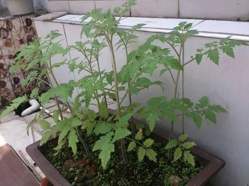 厨房嫩养食用姜开花吗