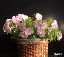 库拜重瓣白月季， 花开满园的甜蜜味道