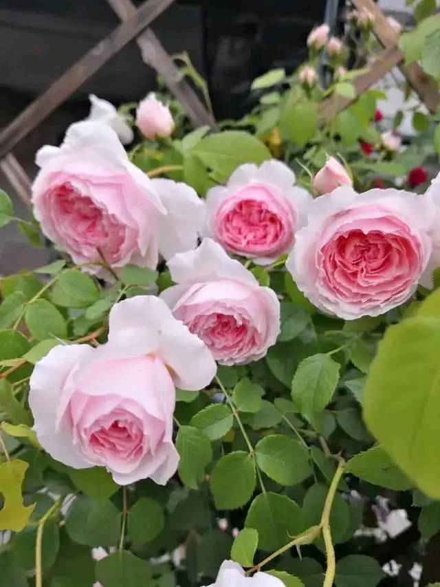 白龙：大而丰满的白色花朵