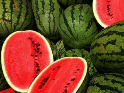 西瓜炭疽病：一场无声的战斗