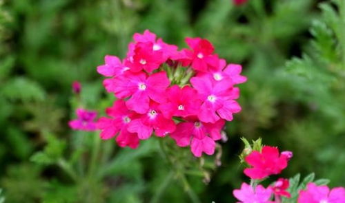 新手种花， 先从简单的组合入手