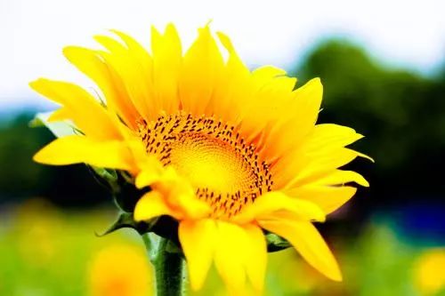 葵花种植小知识