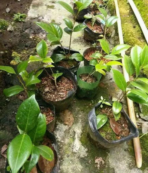 陈种子起死回生，试试这套组合拳