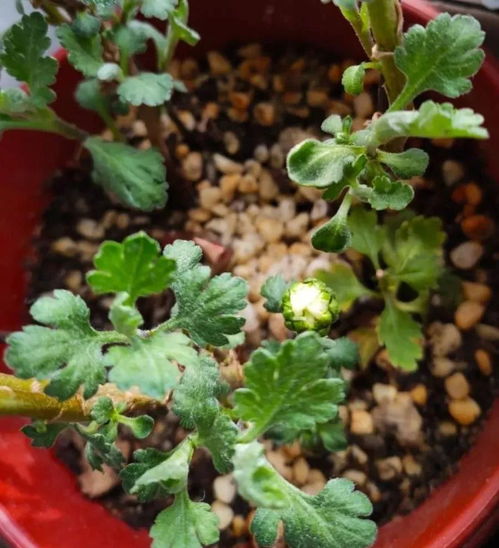 醡浆草花语解析，分盆技巧，养花必备！