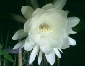 百合花语：解读人生五味，绽放生命之花