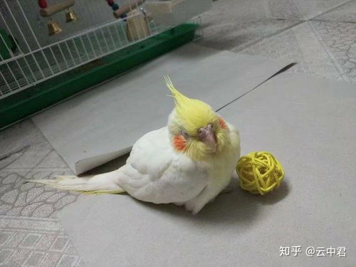 玄凤鹦鹉在多少摄氏度的温度下最为适宜