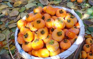 柿子不熟，如何快速催熟