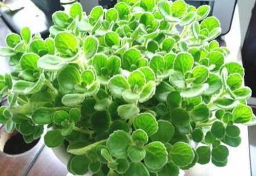 二、 罗勒——香辣可口的调味品