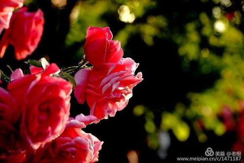 月季花开的美景