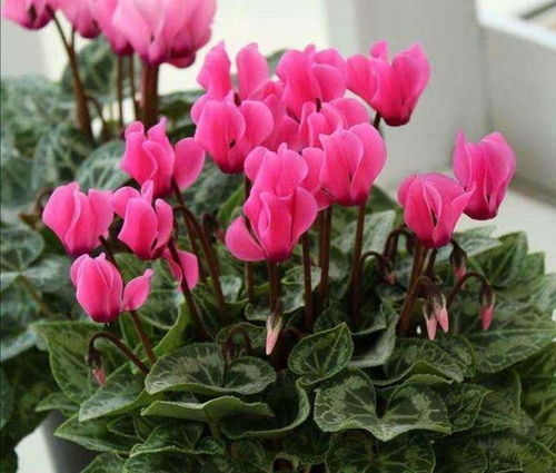 残花病枝， 全剪掉