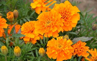 施肥与修剪， 要跟上