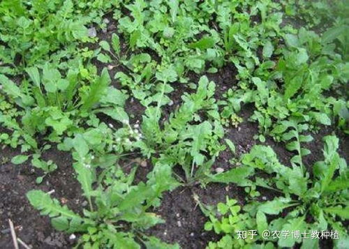 种植藕的技巧， 让小池塘变成宝地