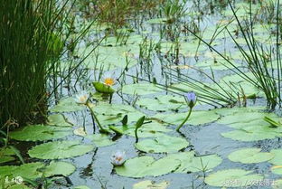池塘底改药物如何根据水质和底质选择合适的品种？