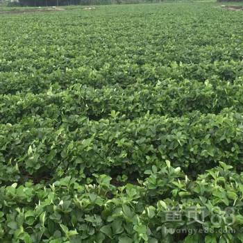 北京市农林科学院：专业苗木供应商