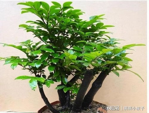 快死小叶榕树怎么救？挽救它的生命秘诀是什么