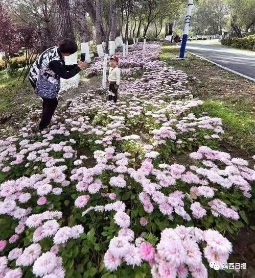 夏季种植， 需精心呵护