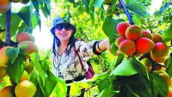 利用农村闲置土地种植特色水果，打造生态采摘园
