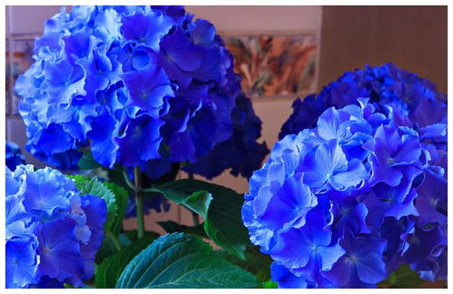 绣球花：耐阴王者，梦幻蓝紫色等你来发现！