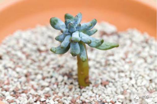 碧玉繁殖核心步骤：选种、播种、养护